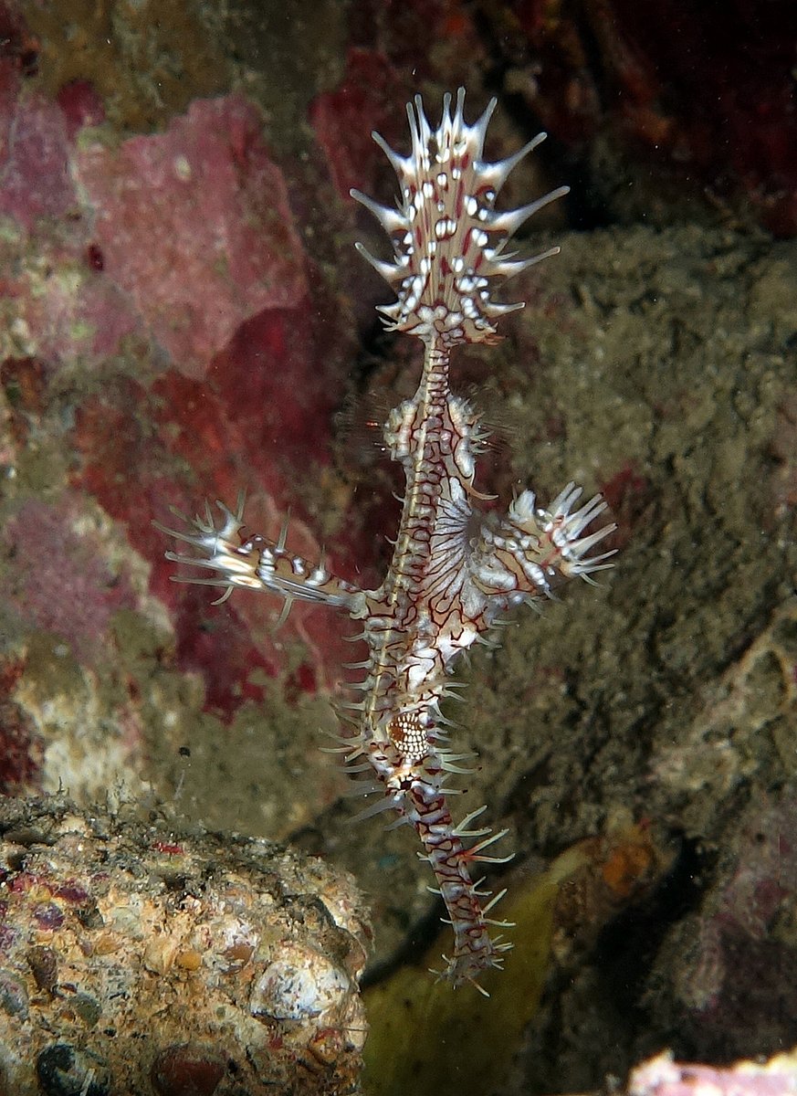 Ornate Ghost Pipefish Ornate Ghost Pipefish