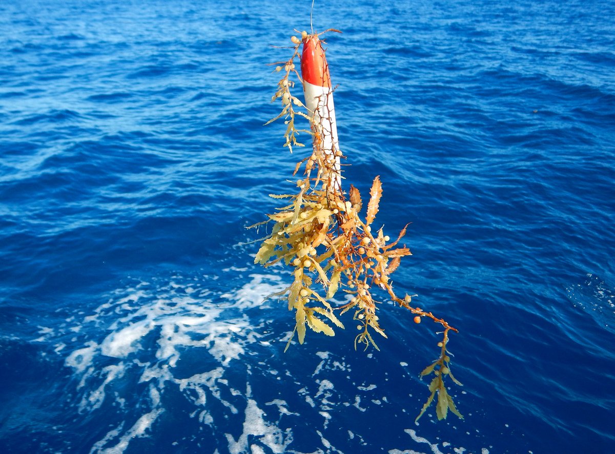 Damn Sargassum Weed Damn Sargassum Weed
