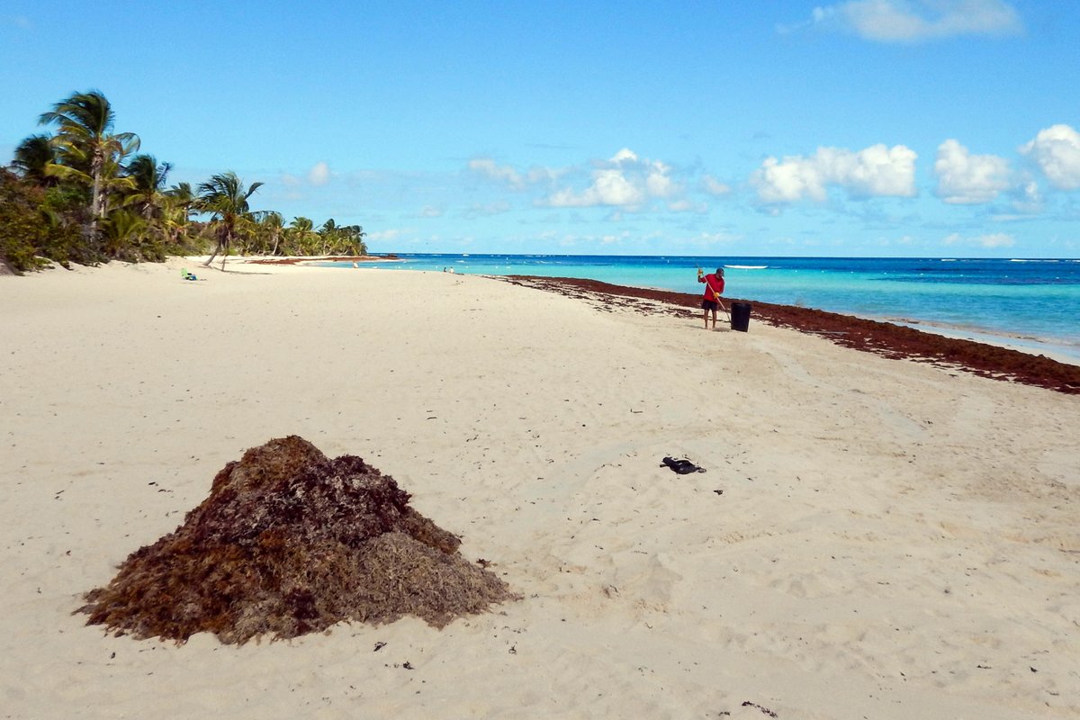 A Lonely Task - gathering Sargassum Weed A Lonely Task - gathering Sargassum Weed