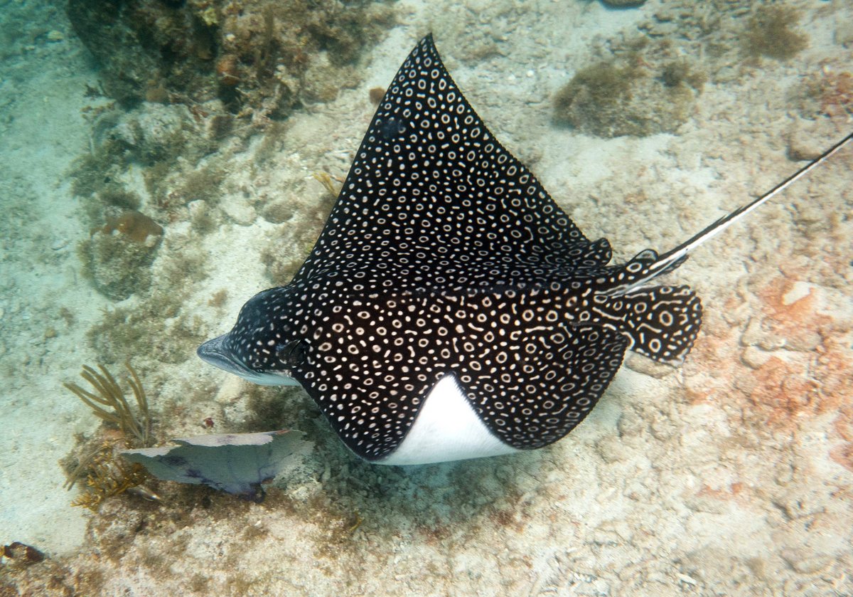 Spotted Eagle Ray Spotted Eagle Ray