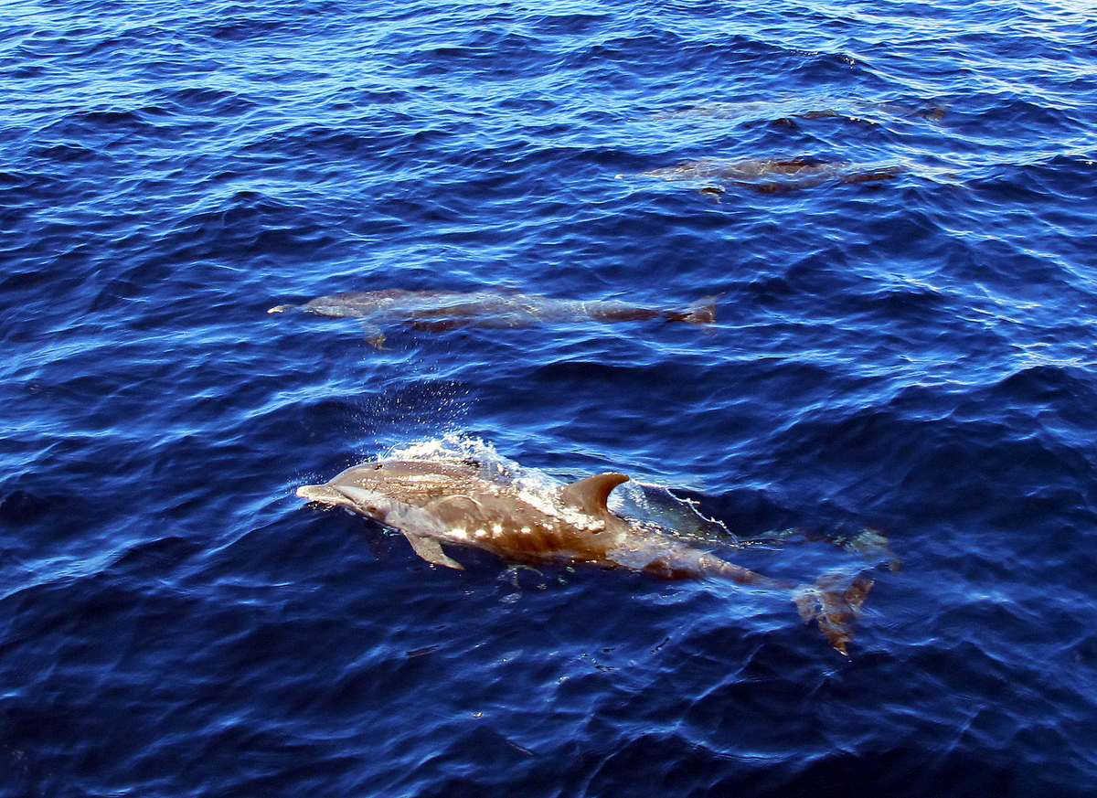 Common Dolphins escort us East