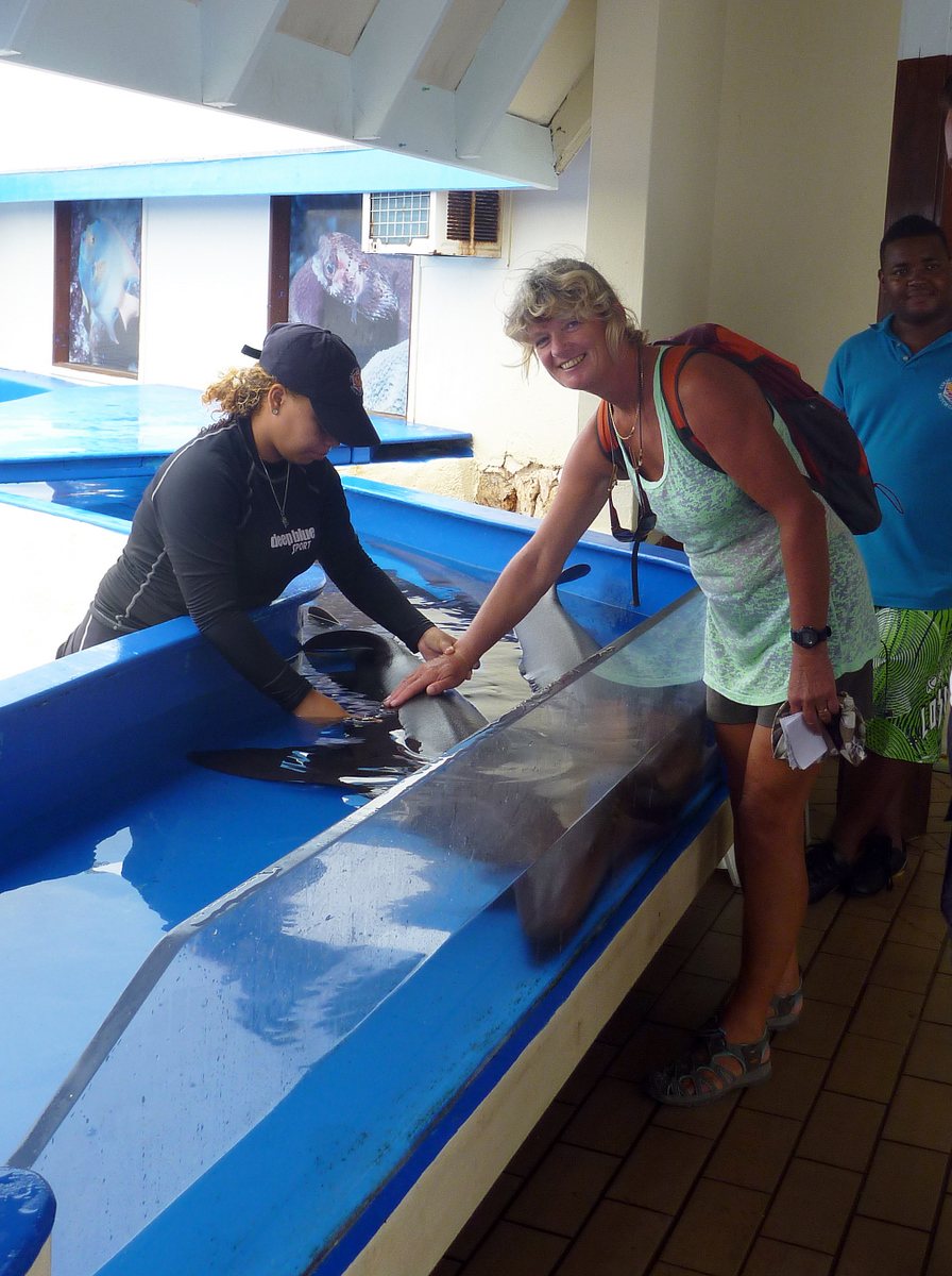 Glenys strokes a Nurse Shark