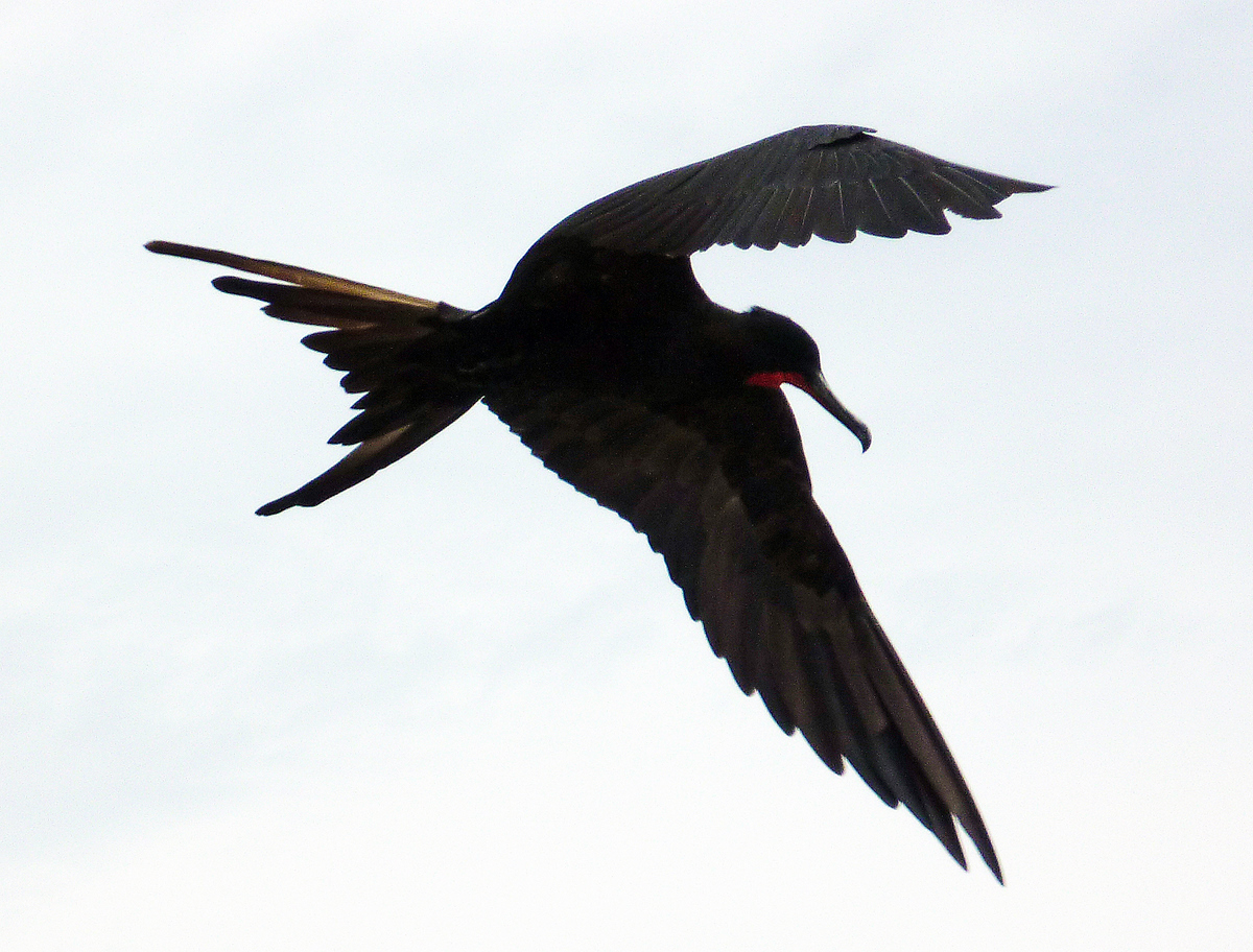 Frigate Bird, Curacao