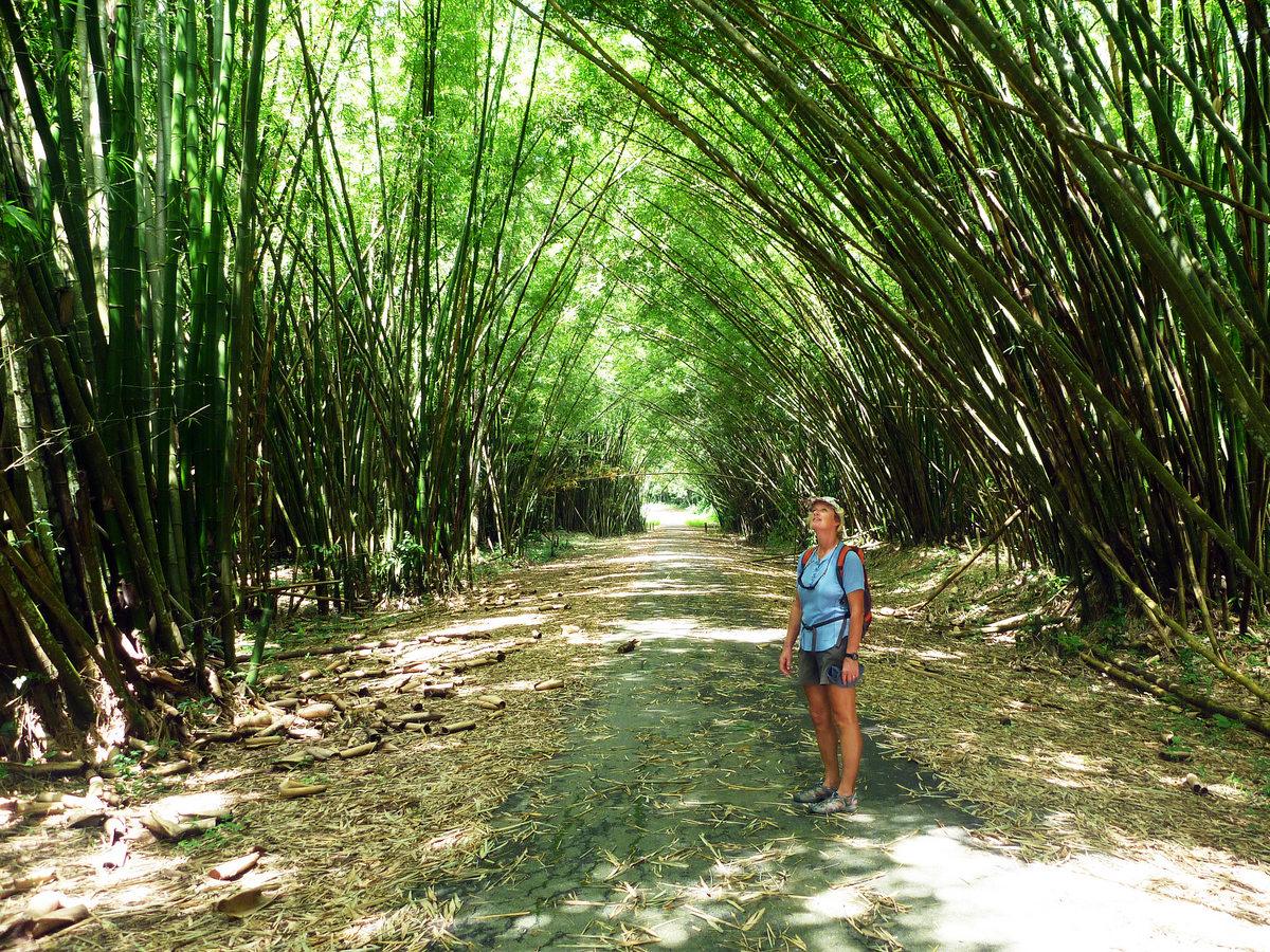 Bamboo Cathedral, Trinidad