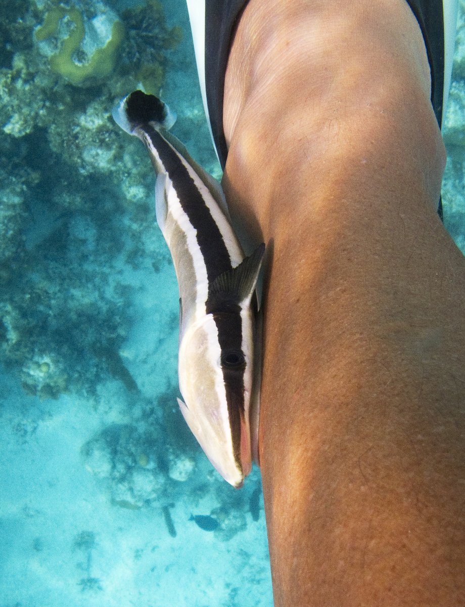 Remora attached to my leg, Columbia Remora attached to my leg, Columbia