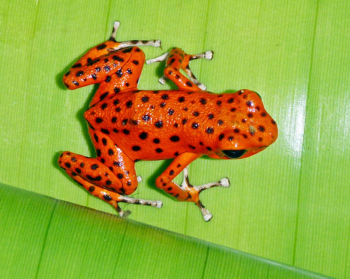 Strawberry Poison Dart Frog, Bastimentos, Panama Strawberry Poison Dart Frog, Bastimentos, Panama