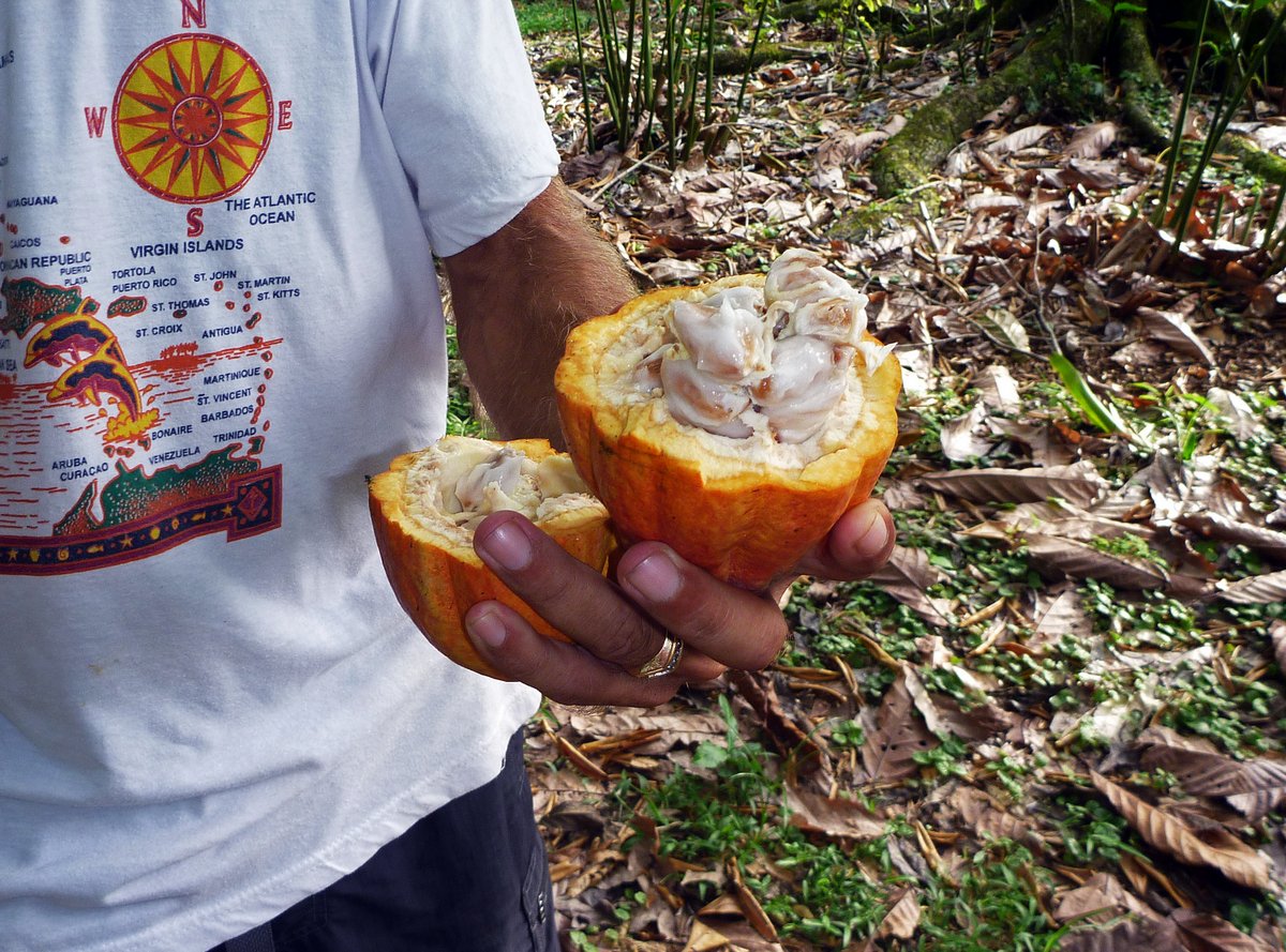 Freshly Picked Cocoa Pod, Panama Freshly Picked Cocoa Pod, Panama