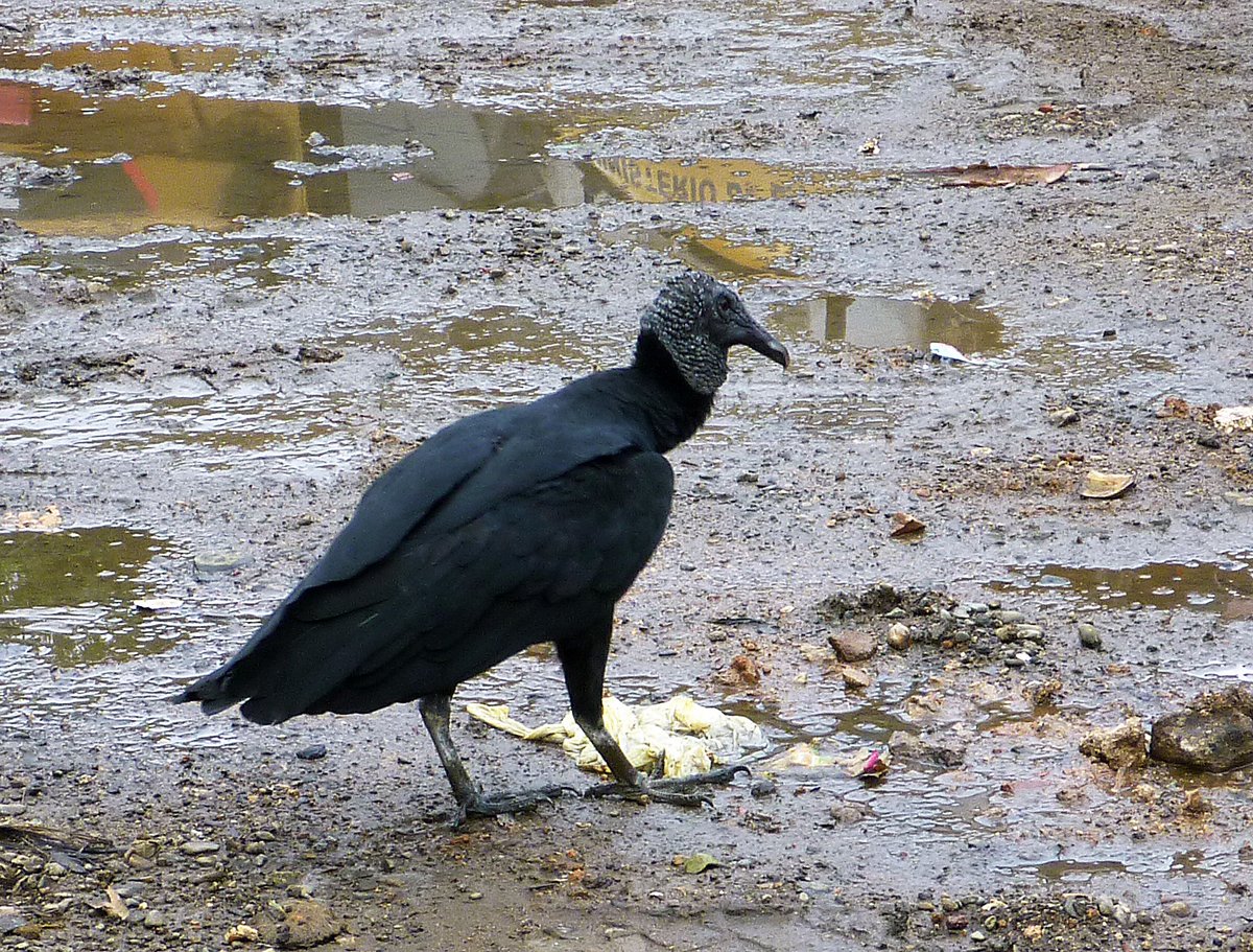 Vulture, Panama Vulture, Panama