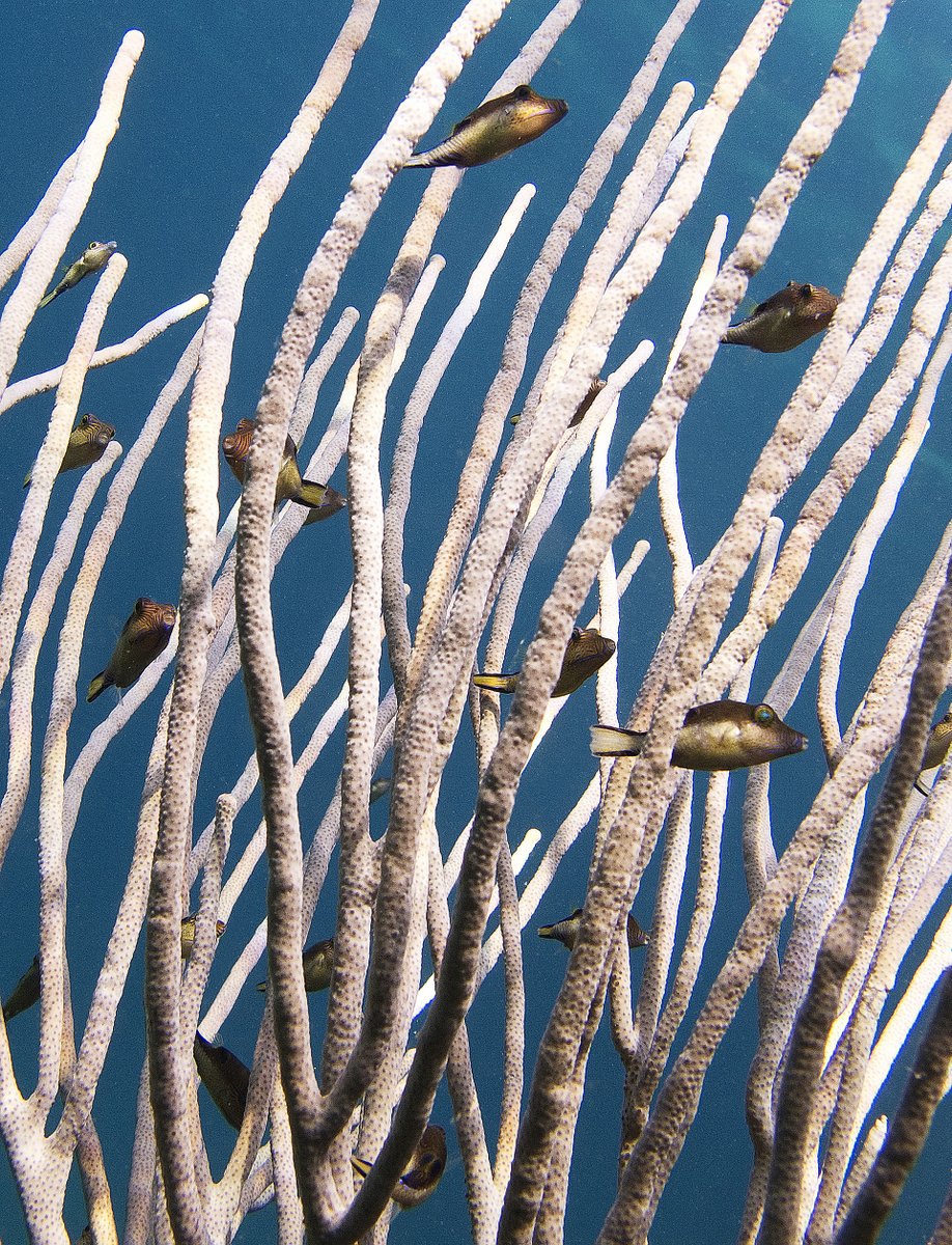 Shoal of Sharpnose Puffer fish Shoal of Sharpnose Puffer fish