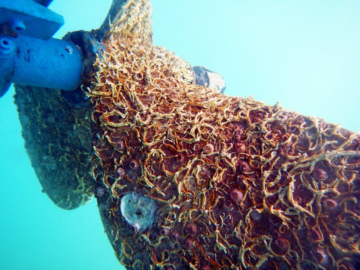 Our propeller after two months in a marina Our propeller after two months in a marina