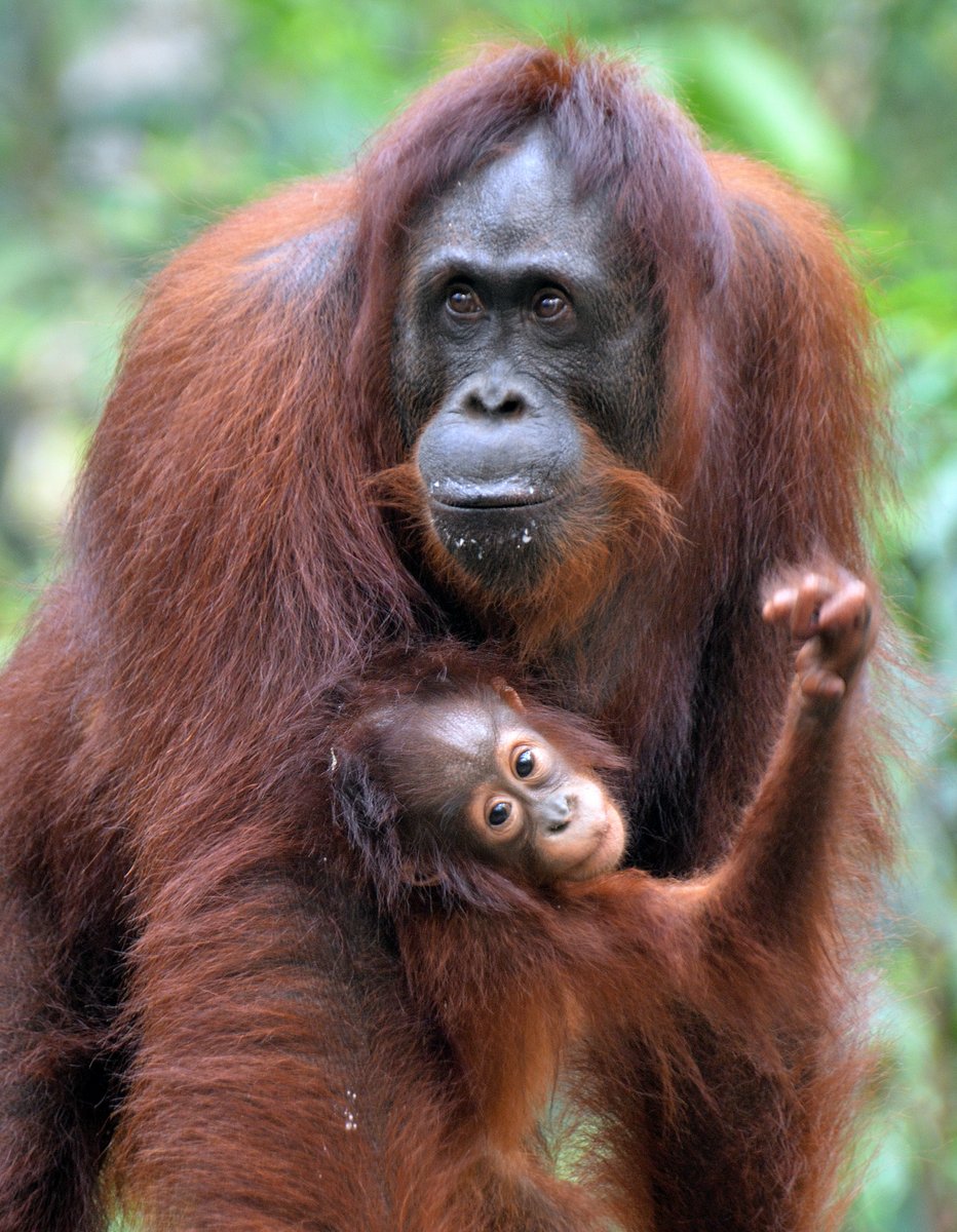 Borneo Orangutan Borneo Orangutan