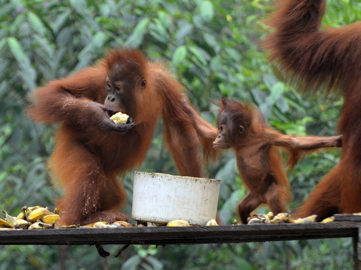 Borneo Orangutan Borneo Orangutan