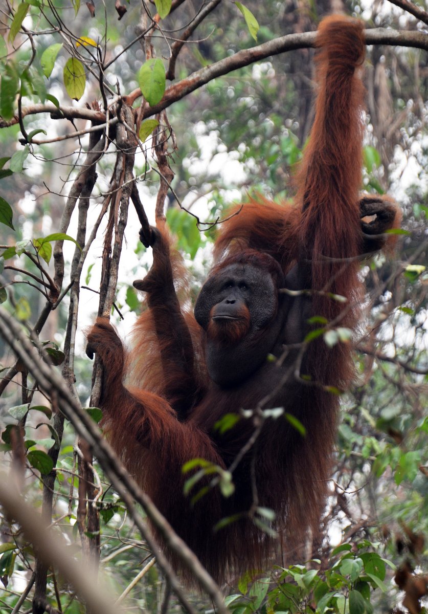 Dominant Male Orangutan Dominant Male Orangutan
