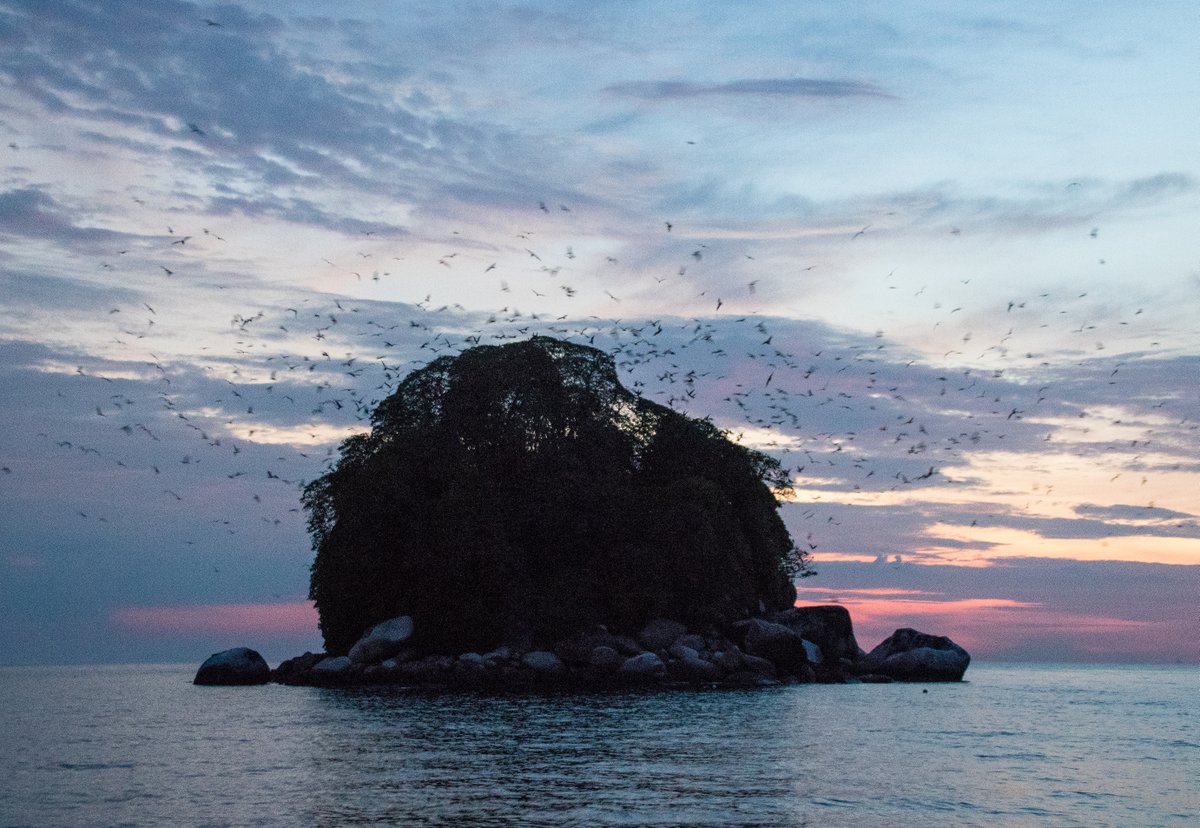 Hundreds of Frigatebirds roosting on Pulau Renggit Hundreds of Frigatebirds roosting on Pulau Renggit
