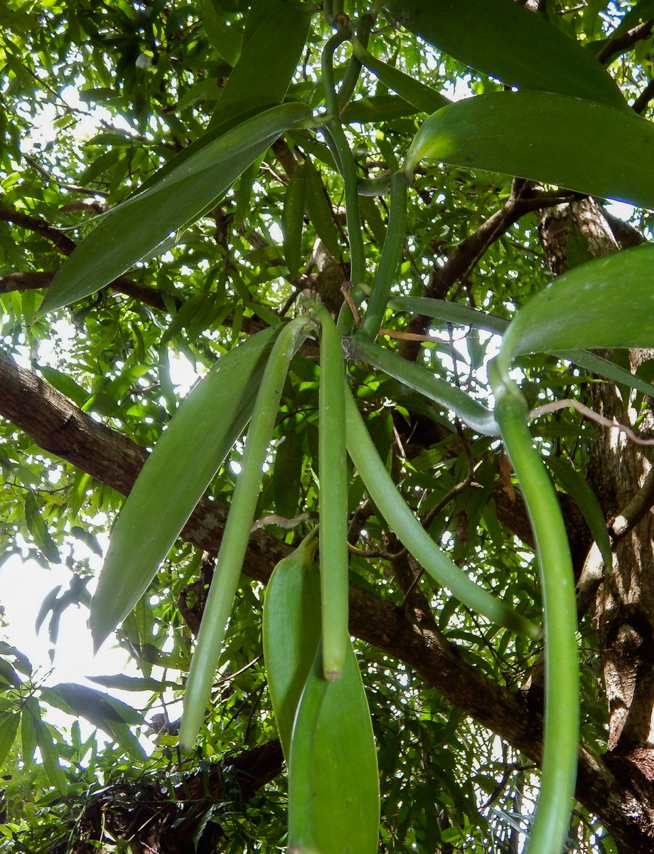 Vanilla Pods Vanilla Pods