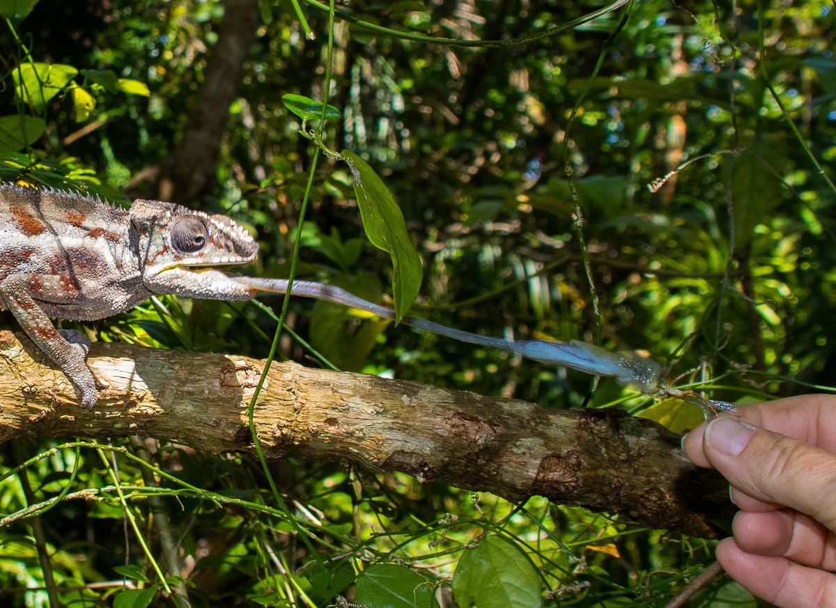 Chameleon taking an insect Chameleon taking an insect