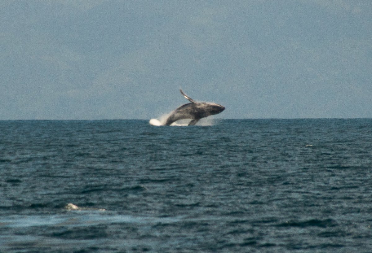 Humpback Whale Breaching Humpback Whale Breaching