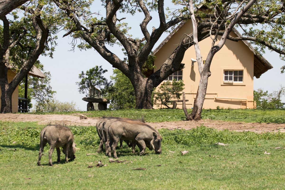 Warthog grazing in Mpila Camp