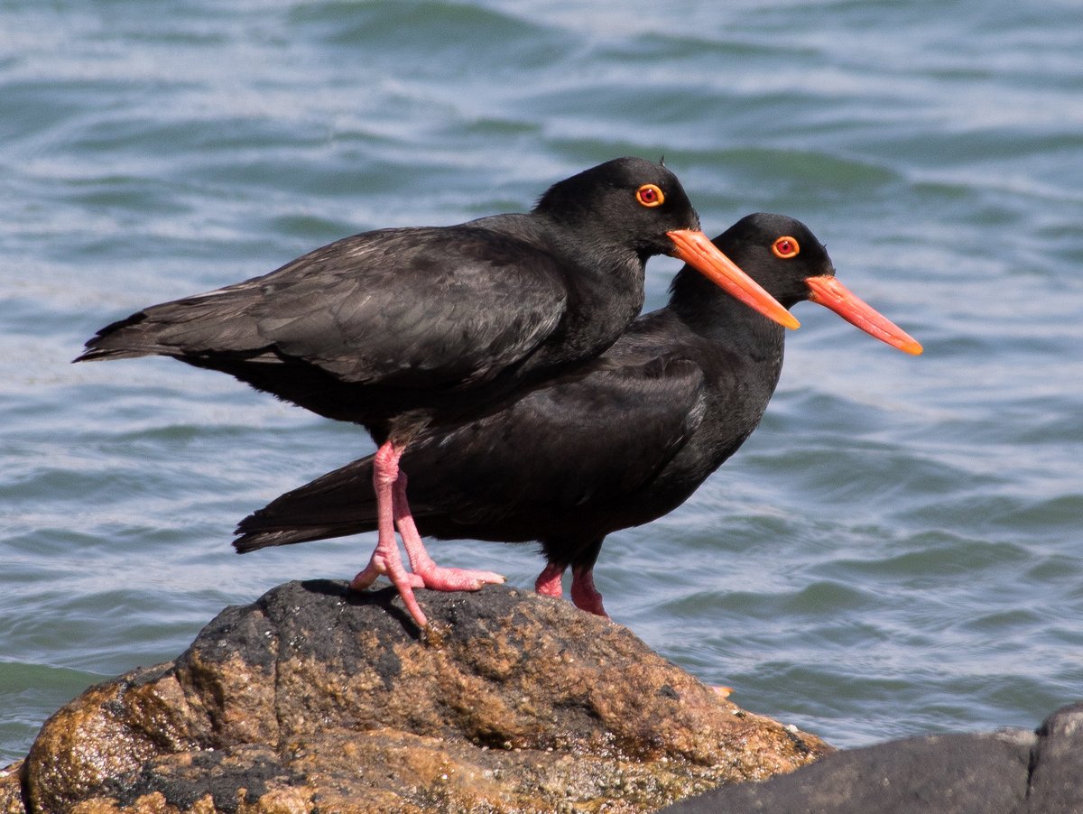 African Oystercatchers African Oystercatchers