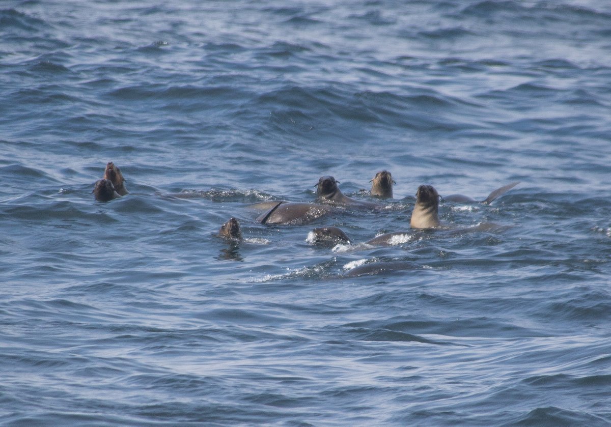 Cape Fur Seals Cape Fur Seals