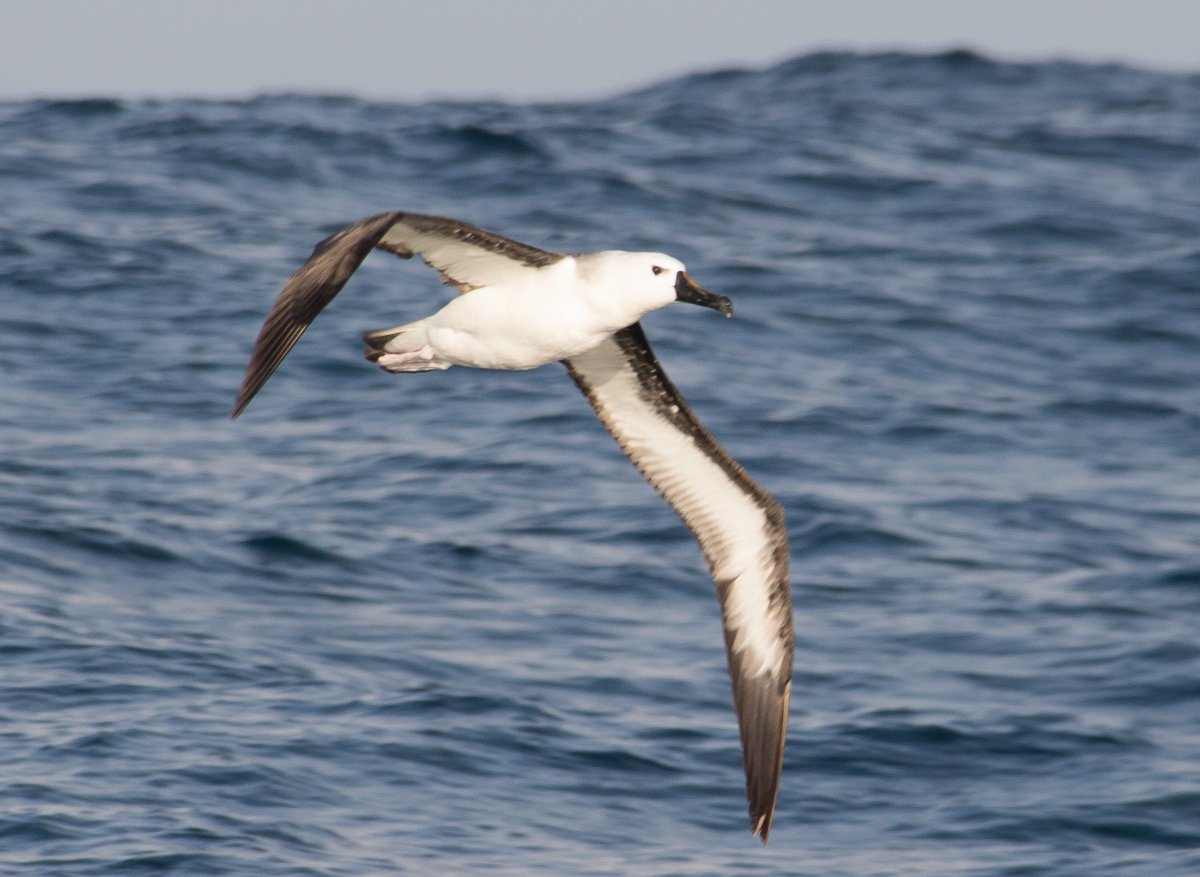 Albatross Albatross