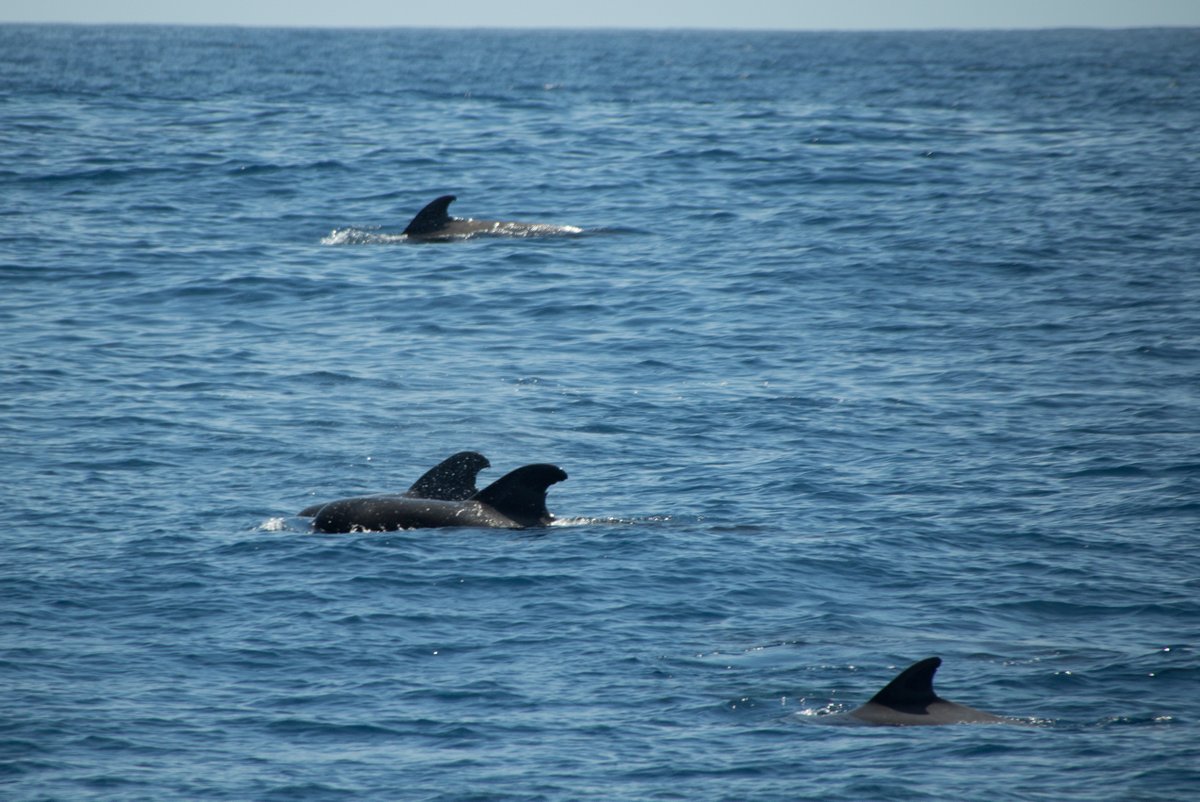 Short-finned Pilot Whales Short-finned Pilot Whales