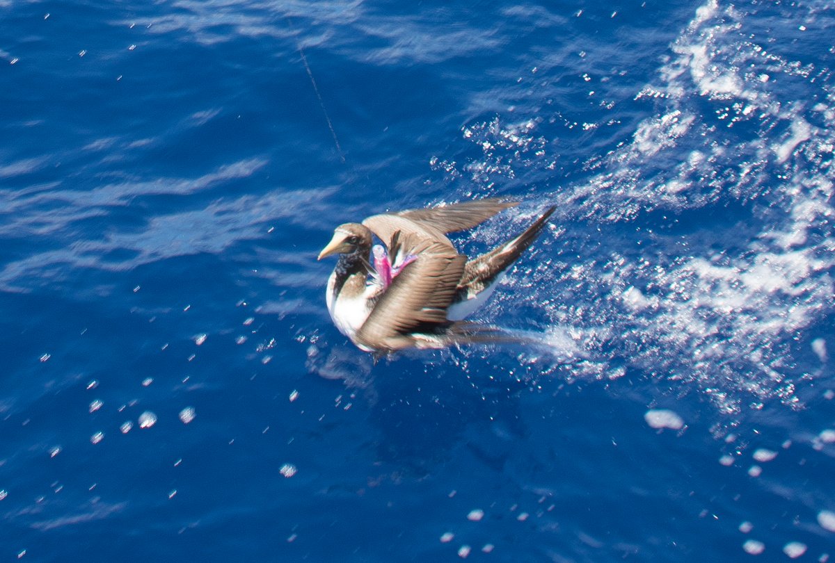 Hooked a Brown Booby Hooked a Brown Booby