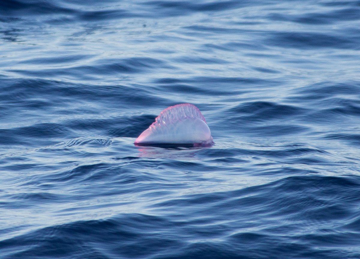 Portuguese Man of War Jellyfish Portuguese Man of War Jellyfish