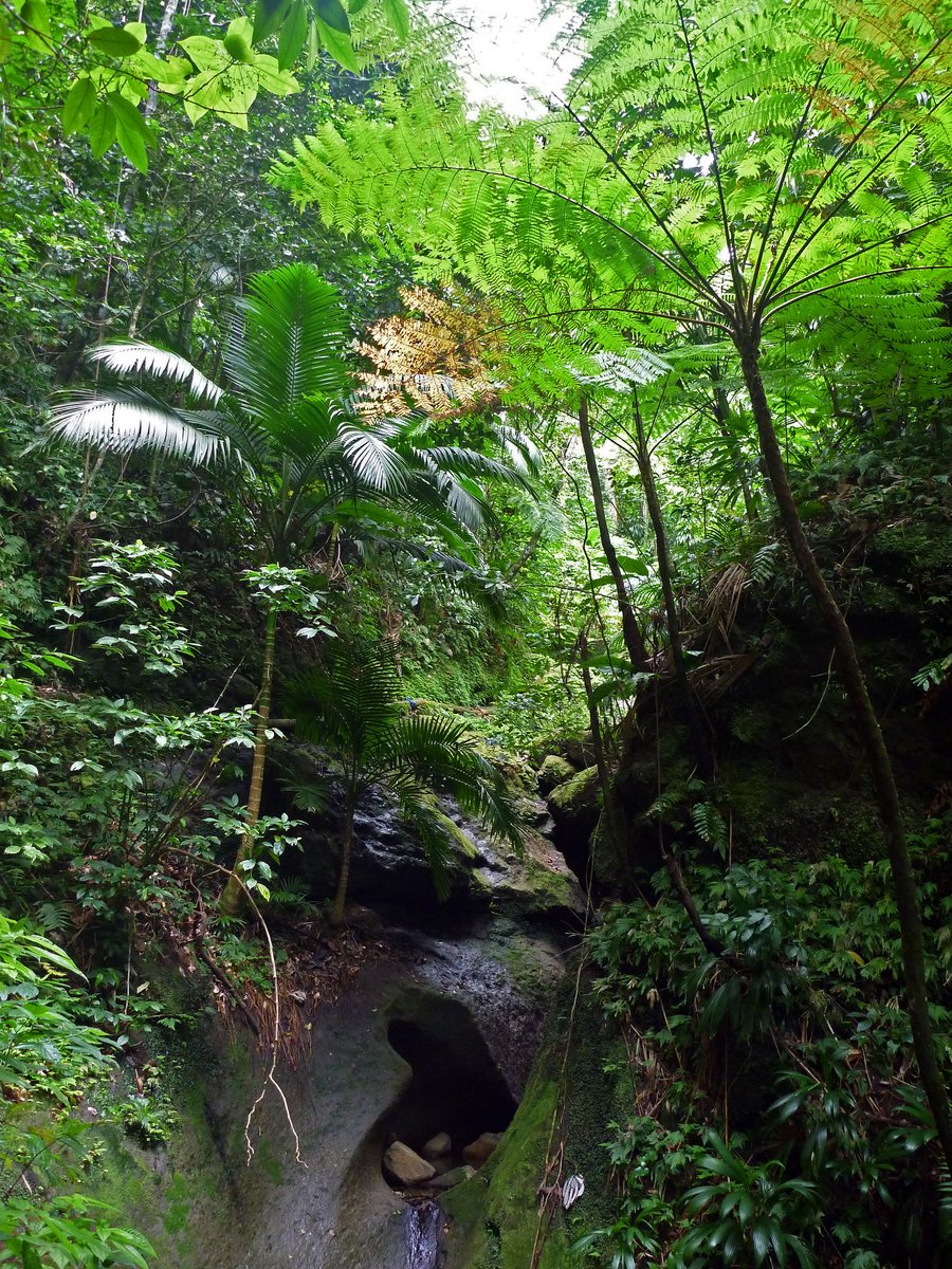Rain Forest, Source Trail, Nevis