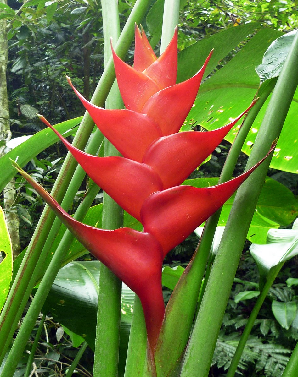 Heliconia, Rain Forest, Nevis